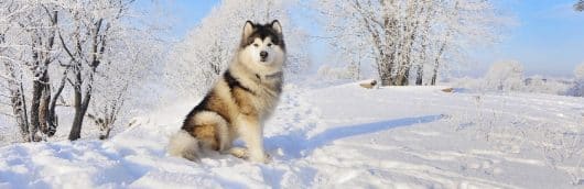 Balto和多哥:省血清的历史运行