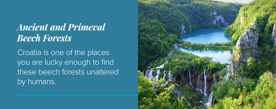 古老而原始的山毛榉森林